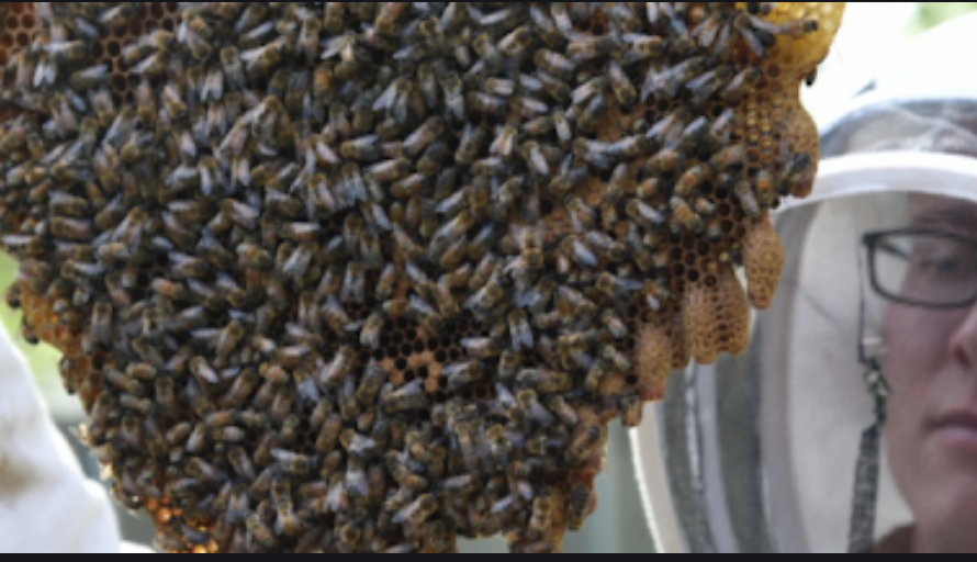 Bee Exterminator Miami