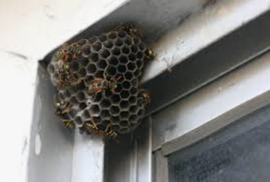 Wasp Removal